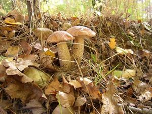 Klikni pro velký obrázek