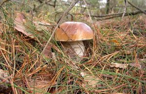 Klikni pro velký obrázek