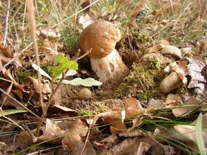 Klikni pro velký obrázek