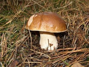 Klikni pro velký obrázek