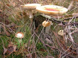 Klikni pro velký obrázek