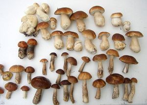 Klikni pro velký obrázek