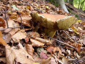 Klikni pro velký obrázek