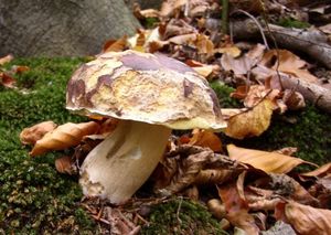 Klikni pro velký obrázek