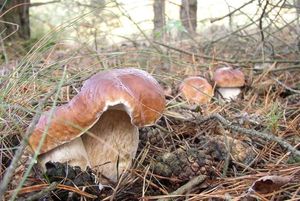 Klikni pro velký obrázek