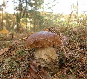 Klikni pro velký obrázek