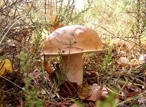 Klikni pro velký obrázek