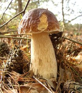 Klikni pro velký obrázek