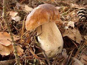 Klikni pro velký obrázek