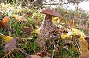 Klikni pro velký obrázek