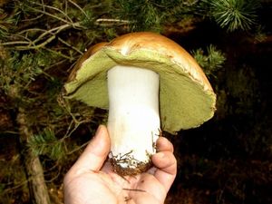 Klikni pro velký obrázek