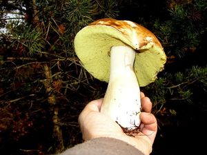 Klikni pro velký obrázek