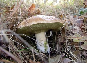 Klikni pro velký obrázek