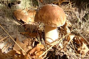 Klikni pro velký obrázek