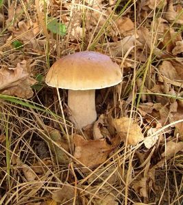 Klikni pro velký obrázek