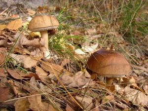 Klikni pro velký obrázek