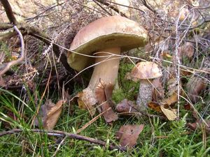 Klikni pro velký obrázek