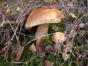 Klikni pro velký obrázek