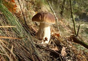 Klikni pro velký obrázek