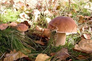 Klikni pro velký obrázek