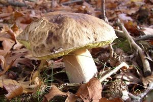 Klikni pro velký obrázek