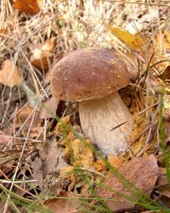 Klikni pro velký obrázek