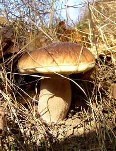 Klikni pro velký obrázek