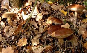 Klikni pro velký obrázek