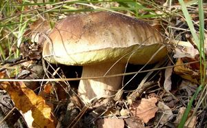 Klikni pro velký obrázek