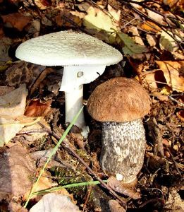 Klikni pro velký obrázek