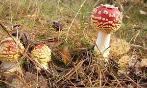 Klikni pro velký obrázek