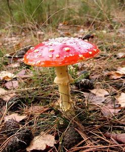 Klikni pro velký obrázek