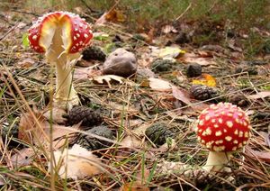 Klikni pro velký obrázek