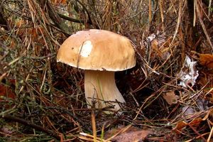 Klikni pro velký obrázek