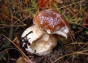 Klikni pro velký obrázek