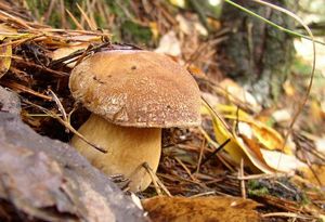 Klikni pro velký obrázek