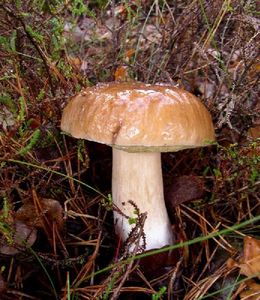 Klikni pro velký obrázek