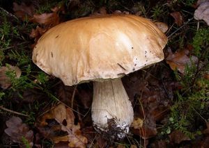 Klikni pro velký obrázek