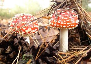 Klikni pro velký obrázek