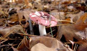 Klikni pro velký obrázek