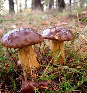 Klikni pro velký obrázek