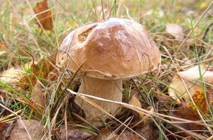 Klikni pro velký obrázek