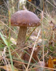 Klikni pro velký obrázek