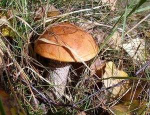 Klikni pro velký obrázek