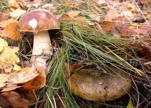 Klikni pro velký obrázek