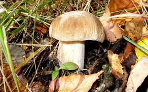 Klikni pro velký obrázek