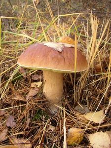 Klikni pro velký obrázek