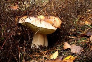 Klikni pro velký obrázek