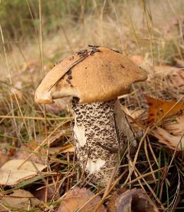 Klikni pro velký obrázek