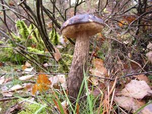 Klikni pro velký obrázek